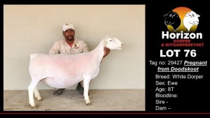 1X PREGNANT T5 WHITE DORPER OOI/EWE HORIZON WIT DORPERS