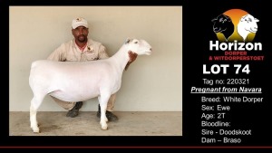 1X STUD WHITE DORPER OOI/EWE HORIZON WIT DORPERS