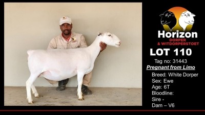 1X PREGNANT STUD WHITE DORPER OOI/EWE HORIZON WIT DORPERS