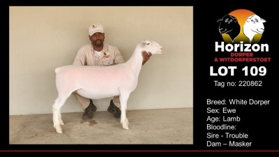 1X T5 WHITE DORPER OOI/EWE HORIZON WIT DORPERS