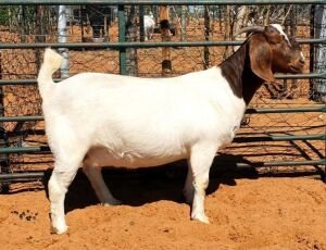 1X PREGNANT FLOCK BOER GOAT DOE WITSAND BOERBOKSTOET