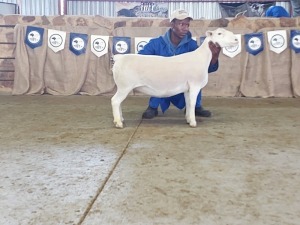 1X FLOCK WHITE DORPER OOI/EWE WELLAWAY WIT DORPERS