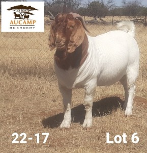 1X FLOCK BOER GOAT BUCK AUCAMP BOERDERY