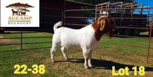 1X BOER GOAT BUCK AUCAMP BOERDERY