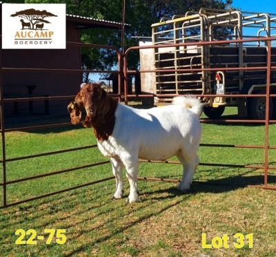 1X STUD BOER GOAT BUCK AUCAMP BOERDERY