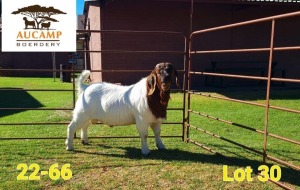 1X FLOCK BOER GOAT BUCK AUCAMP BOERDERY