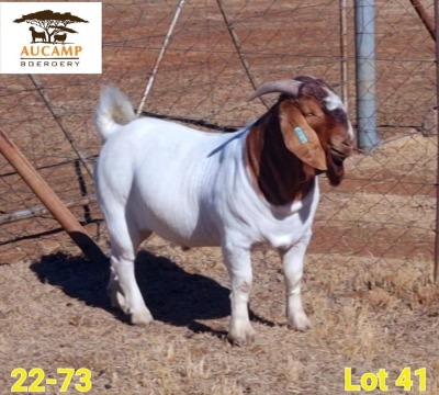 1X FLOCK BOER GOAT BUCK AUCAMP BOERDERY