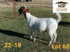 1X STUD BOER GOAT DOE AUCAMP BOERDERY