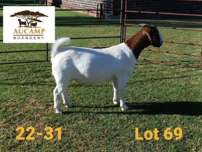 1X STUD BOER GOAT DOE AUCAMP BOERDERY