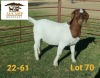 1X STUD BOER GOAT DOE AUCAMP BOERDERY