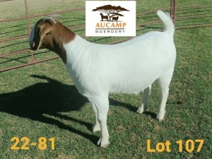 1X STUD BOER GOAT DOE AUCAMP BOERDERY