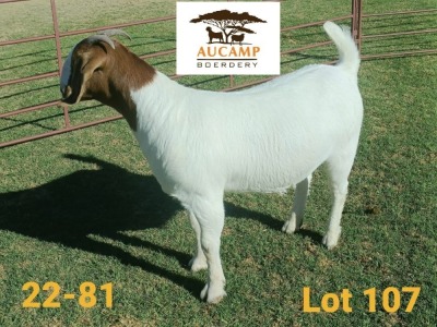 1X STUD BOER GOAT DOE AUCAMP BOERDERY