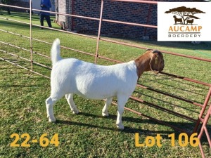 1X FLOCK BOER GOAT DOE AUCAMP BOERDERY