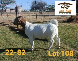 1X STUD BOER GOAT DOE AUCAMP BOERDERY