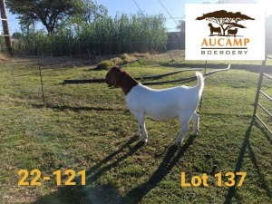 1X FLOCK BOER GOAT DOE AUCAMP BOERDERY