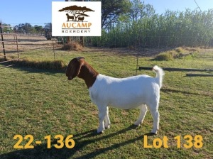 1X FLOCK BOER GOAT DOE AUCAMP BOERDERY