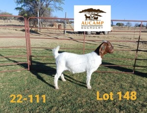 1X FLOCK BOER GOAT DOE AUCAMP BOERDERY