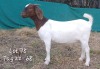 1X FLOCK BOER GOAT DOE MARIAAN DU TOIT BOERBOKSTOET