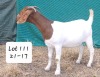 1X STUD BOER GOAT DOE MARIAAN DU TOIT BOERBOKSTOET