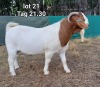 1X FLOCK BOER GOAT BUCK MARIAAN DU TOIT BOERBOKSTOET