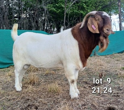 1X STUD BOER GOAT BUCK MARIAAN DU TOIT BOERBOKSTOET