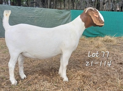 1X FLOCK BOER GOAT DOE MARIAAN DU TOIT BOERBOKSTOET