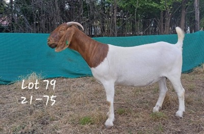 1X STUD BOER GOAT DOE MARIAAN DU TOIT BOERBOKSTOET