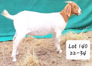 1X FLOCK BOER GOAT DOE MARIAAN DU TOIT BOERBOKSTOET