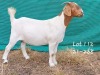 1X BOER GOAT DOE MARIAAN DU TOIT BOERBOKSTOET