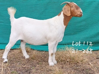 1X BOER GOAT DOE MARIAAN DU TOIT BOERBOKSTOET