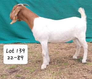 1X FLOCK BOER GOAT DOE MARIAAN DU TOIT BOERBOKSTOET