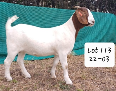 1X FLOCK BOER GOAT DOE MARIAAN DU TOIT BOERBOKSTOET