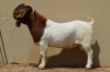 1X FLOCK BOER GOAT BUCK DOME AFRICA BOERGOAT STUD