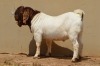 1X FLOCK BOER GOAT BUCK DOME AFRICA BOERGOAT STUD