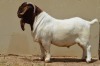 WITHDRAWN - 1X BOER GOAT BUCK DOME AFRICA BOERGOAT STUD