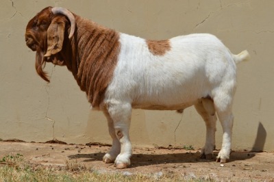 WITHDRAWN - 1X BOER GOAT BUCK DOME AFRICA BOERGOAT STUD