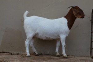 1X PREGNANT FLOCK BOER GOAT DOE DOME AFRICA BOERGOAT STUD