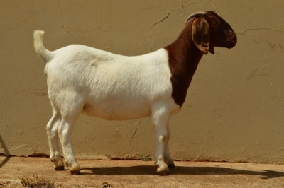 1X PREGNANT FLOCK BOER GOAT DOE DOME AFRICA BOERGOAT STUD