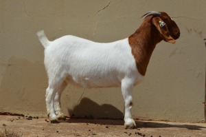 1X FLOCK BOER GOAT DOE DOME AFRICA BOERGOAT STUD