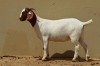 1X FLOCK BOER GOAT DOE DOME AFRICA BOERGOAT STUD