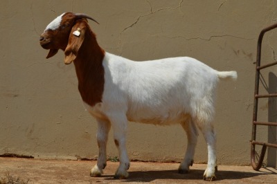 1X FLOCK BOER GOAT DOE DOME AFRICA BOERGOAT STUD