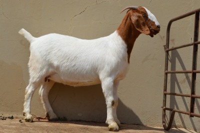 1X PREGNANT FLOCK BOER GOAT DOE DOME AFRICA BOERGOAT STUD