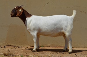 1X PREGNANT STUD BOER GOAT DOE DOME AFRICA BOERGOAT STUD