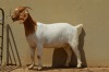 1X FLOCK BOER GOAT DOE DOME AFRICA BOERGOAT STUD