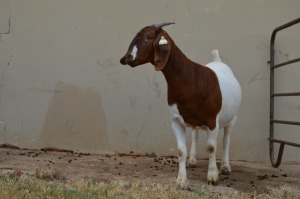 1X FLOCK BOER GOAT DOE DOME AFRICA BOERGOAT STUD