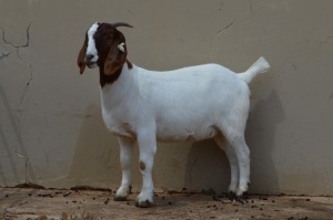 1X FLOCK BOER GOAT DOE DOME AFRICA BOERGOAT STUD