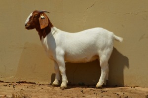 1X FLOCK BOER GOAT DOE DOME AFRICA BOERGOAT STUD