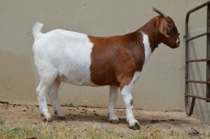 1X FLOCK BOER GOAT DOE DOME AFRICA BOERGOAT STUD