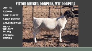 1X T5 DORPER OOI/EWE VICTOR KRUGER DORPERS & WIT DORPERS