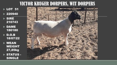 WITHDRAWN - 1X DORPER RAM VICTOR KRUGER DORPERS & WIT DORPERS